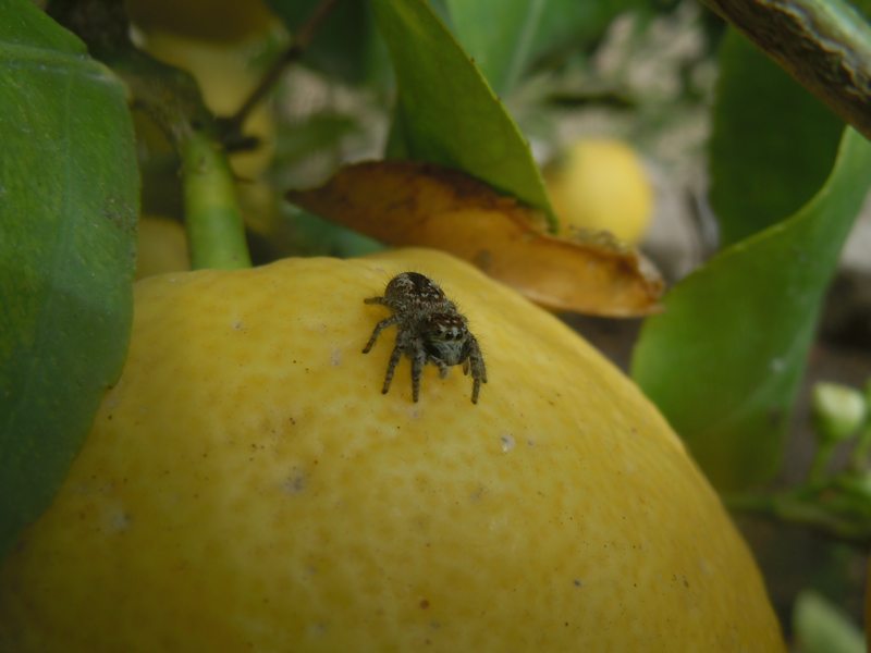 Philaeus chrysops